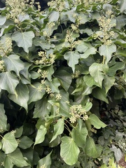 Hedera