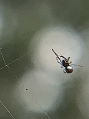 Argyrodes elevatus
