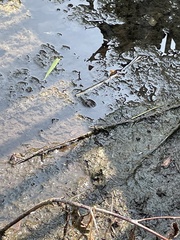 Lithobates clamitans