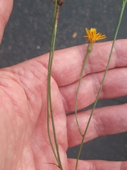 Scorzoneroides autumnalis