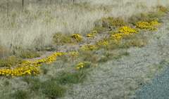 Gazania lichtensteinii