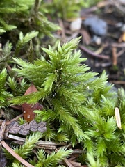 Climacium dendroides