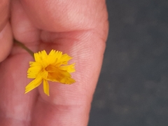 Scorzoneroides autumnalis