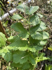 Pastinaca sativa