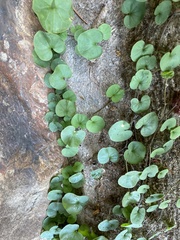Dichondra carolinensis