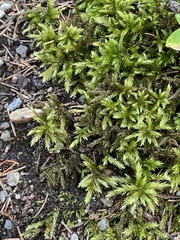 Climacium dendroides