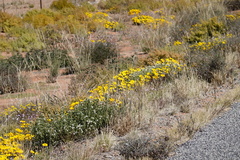 Gazania lichtensteinii