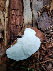 Amaropostia stiptica