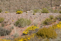 Gazania lichtensteinii