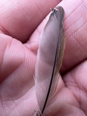 Geothlypis trichas