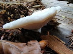 Amaropostia stiptica