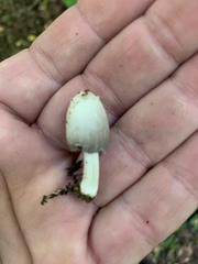 Coprinellus flocculosus