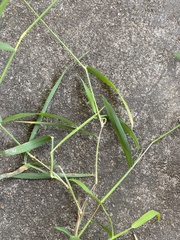 Digitaria sanguinalis