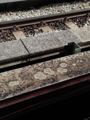 Protoparmeliopsis muralis