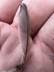 Geothlypis trichas