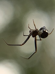 Argyrodes elevatus
