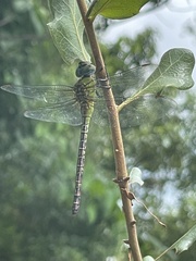 Coryphaeschna adnexa