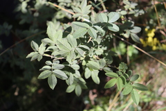 Rosa sherardii