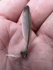 Geothlypis trichas