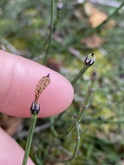 Equisetum scirpoides