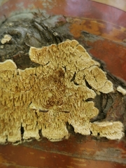 Trichaptum fuscoviolaceum