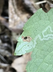 Phyllocnistis ampelopsiella