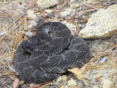 Crotalus oreganus helleri