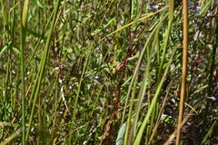 Carex pellita