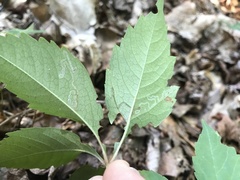 Phyllocnistis ampelopsiella