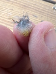 Geothlypis trichas