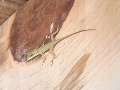 Anolis allisoni