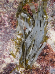 Dictyota kunthii