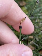 Equisetum scirpoides
