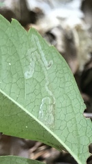 Phyllocnistis ampelopsiella