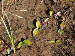 Potamogeton natans