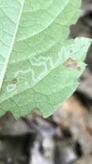 Phyllocnistis ampelopsiella