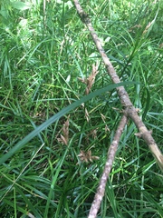 Carex muskingumensis