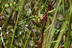 Carex pellita