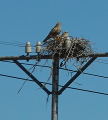 Falco rupicoloides