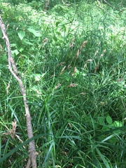 Carex muskingumensis