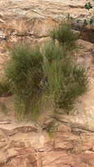 Ephedra viridis