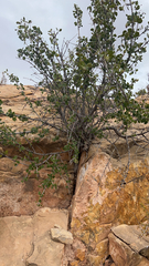 Fraxinus anomala