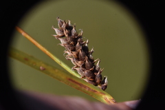 Carex pellita