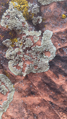 Protoparmeliopsis muralis