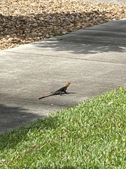 Agama picticauda