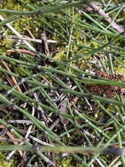 Equisetum scirpoides