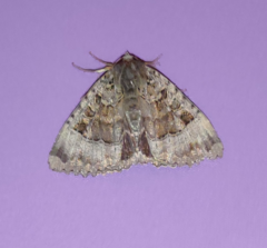 Mormo maura