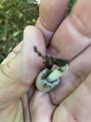 Coprinellus flocculosus