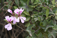 Pelargonium peltatum