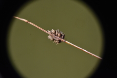 Carex pellita